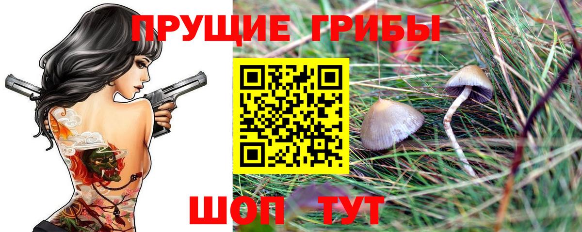 Псилоцибиновые грибы Cubensis Ачинск